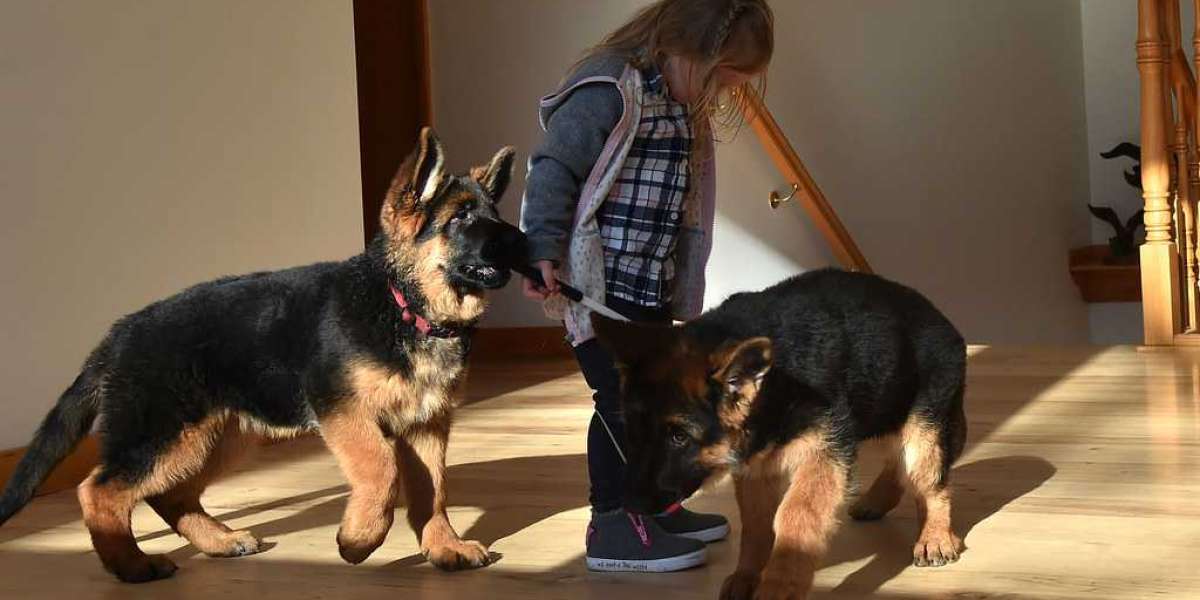 The Comprehensive Guide to Buying a Schäferhund (German Shepherd) Puppy