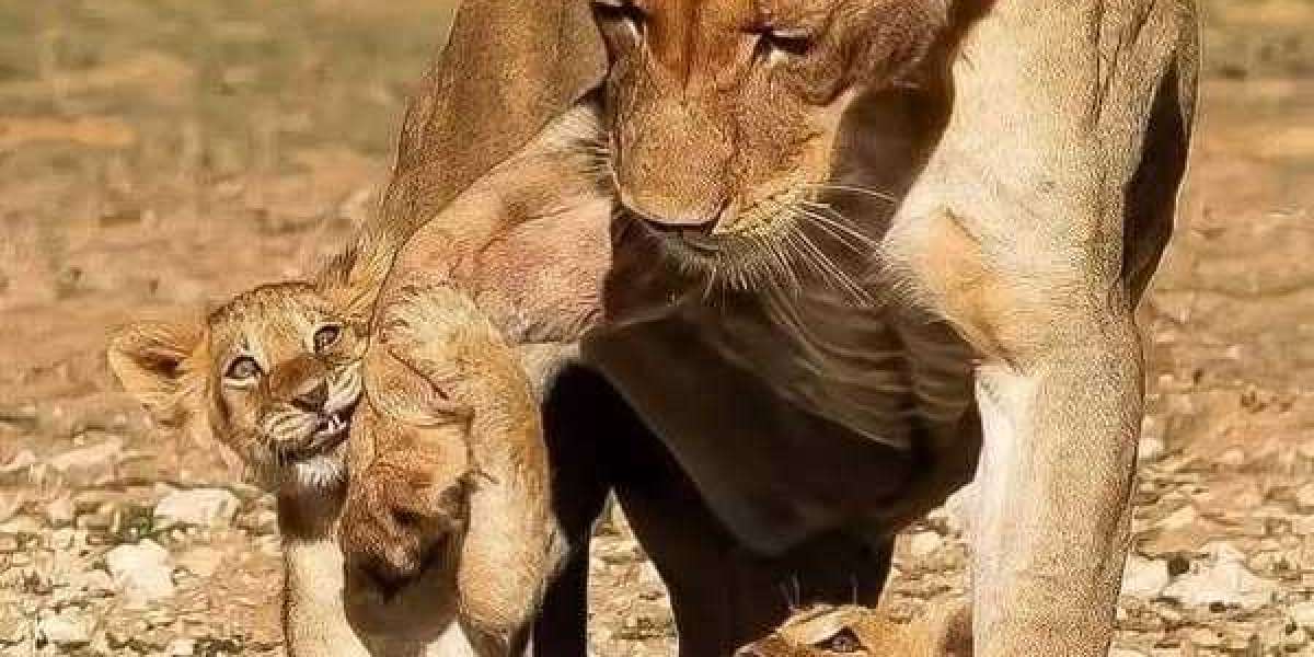 Yet another jarring get over within just Toronto incorporates 2025 Yankees staring down oblivion